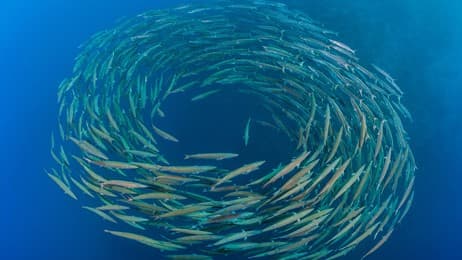 Plus d’appétit qu’un barracuda thumbnail