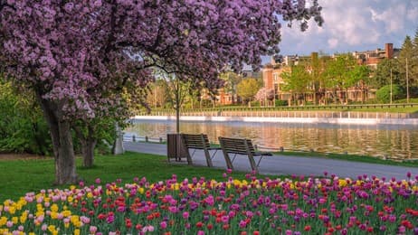 When Ottawa turns tulip thumbnail