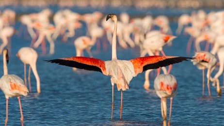 Le flamant rose, emblème vivant de la Camargue thumbnail