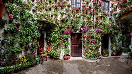 Córdoba en flor thumbnail
