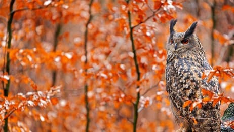 Majestätische Jäger der Nacht thumbnail