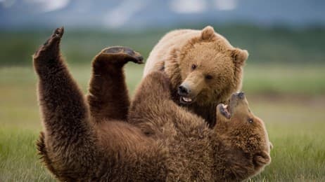 Bear with us thumbnail