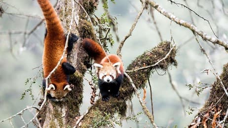 On the red panda trail thumbnail