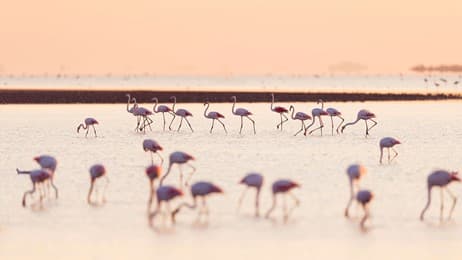 Les divas de la Camargue thumbnail