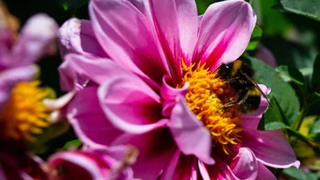 Collecting the Nectar thumbnail
