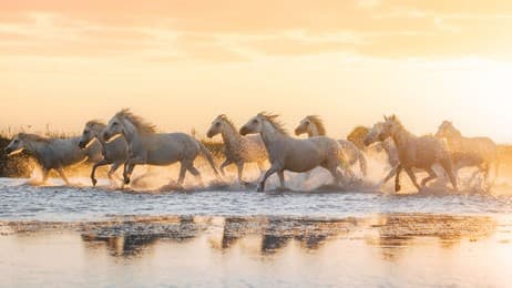 Chevaux de Camargue, Aigues-Mortes, Occitanie thumbnail