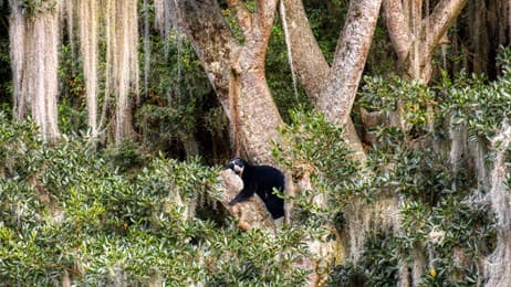 木の上でくつろぐ野生動物 thumbnail