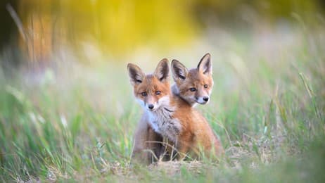 今日はきょうだいの日 thumbnail