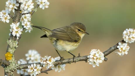 Ein Vogel mit gutem Ruf thumbnail