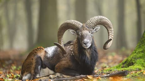 Symbol ursprünglicher Natur thumbnail