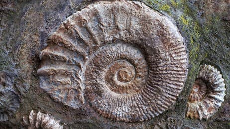 古代の海に生息していた動物の化石 thumbnail