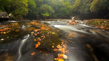 川面を流れる紅葉 thumbnail