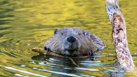 一根树枝，一点工程 thumbnail