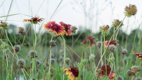 Flowers in Greenery thumbnail