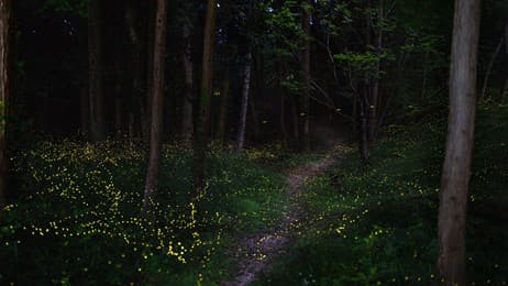 初夏の夜を彩る光の舞 thumbnail