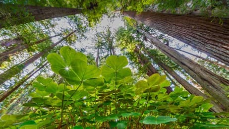 今日は「聖パトリックの日」 thumbnail