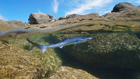 追逐海浪，掀起潮汐 thumbnail