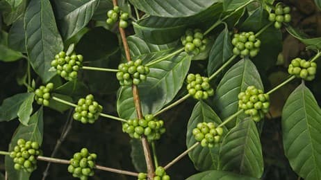 Nature's boost fruit thumbnail