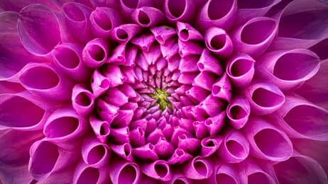 華やかに開くダリアの花びら thumbnail