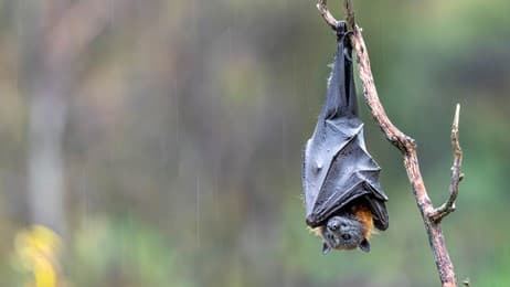 Hanging in there thumbnail