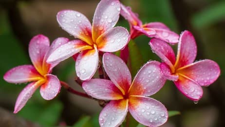 芬芳的传统 thumbnail