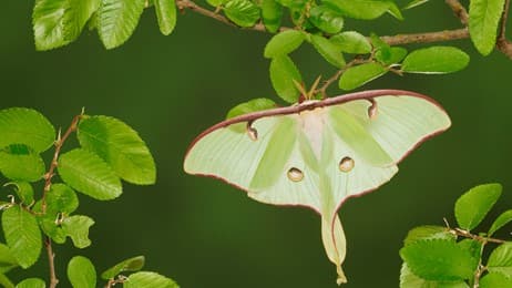 A leaf insect thumbnail