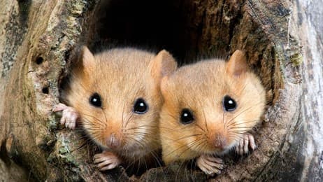 De croquants petits rongeurs thumbnail