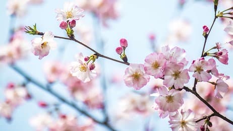 春日绯梦 thumbnail