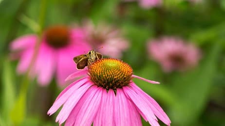 花的力量 thumbnail