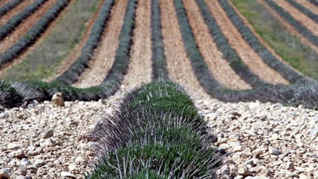 Lavender Field thumbnail