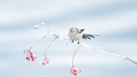 冬季里的呆萌小可爱 thumbnail