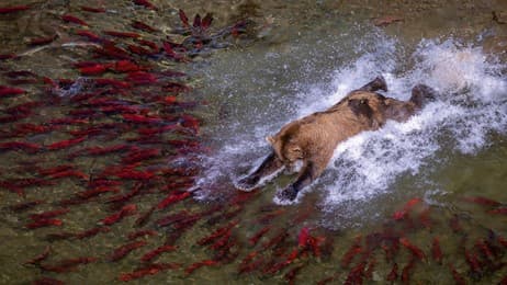 Meet Katmai's fishing giants thumbnail