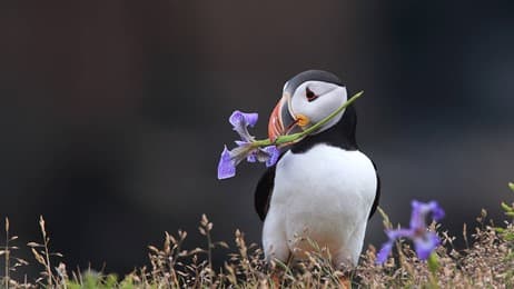 Clifftop flower carrier thumbnail