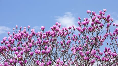 春を告げる紫の花 thumbnail