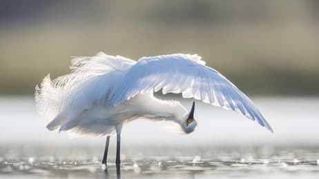 羽を整える水辺の鳥 thumbnail