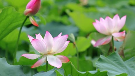 藕花风起，首夏清和 thumbnail