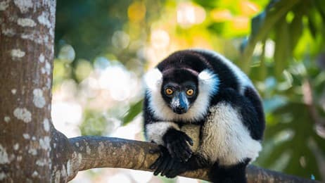 仍存野性 thumbnail