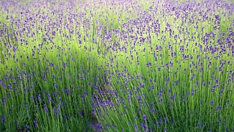 初夏に揺れる紫の花畑 thumbnail