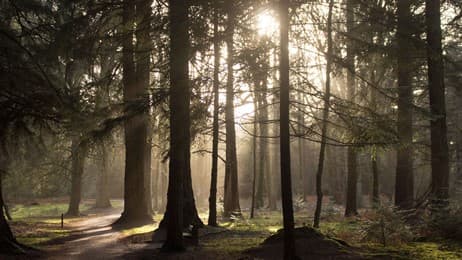 Sunny Forest thumbnail