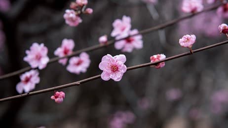 寒さの中に凛とした姿で咲く花 thumbnail