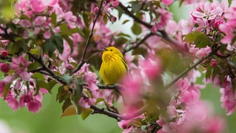 Bright feathers, sweet songs thumbnail