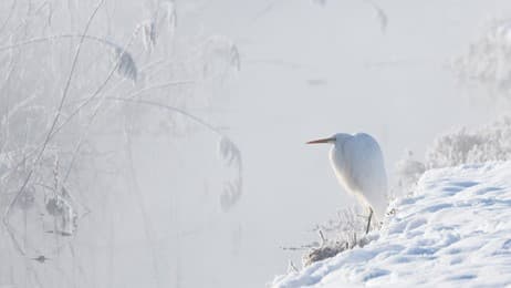 雪原之王 thumbnail