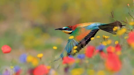 野の花をかすめる色鮮やかな鳥 thumbnail