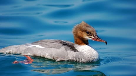 Un plongeur habile thumbnail