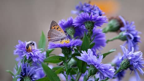 Les sentinelles de la biodiversité thumbnail