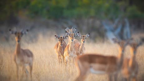警戒するインパラの群れ thumbnail