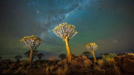 Quivering under starlight thumbnail