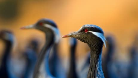 求愛ダンスが得意な鳥 thumbnail