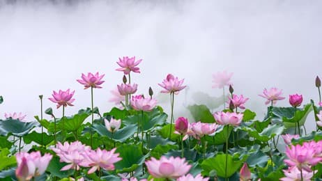 此花端合在瑶池 thumbnail