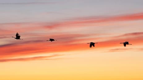 L’aube des grues thumbnail